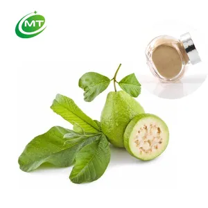 Organic Fresh Guava Extract Powder/100% Natural Factory Direct eco-friendly food grade Guava Leaf Extract