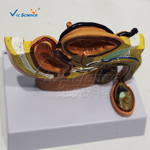 Modèle miniature d'anatomie sagittale du bassin masculin ; outil pédagogique pour les systèmes reproducteur et urinaire masculins ; outil de formation pratique - Product Image 1