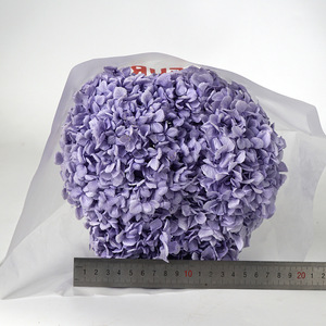 Fleur naturelle stabilisée Lijiang, <span class=keywords><strong>Hortensia</strong></span> à grandes feuilles, tige unique, pour décoration intérieure, ornement, bouquet, cadeau - Product Image 5