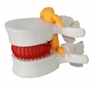 Modelo de Columna Vertebral Interlumbar Humana de Alta Calidad, Modelo Óseo para Enseñanza Médica - Product Image 5