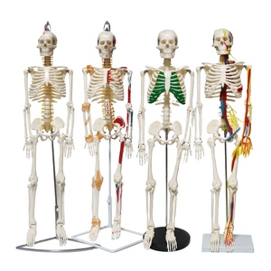 9 types <span class=keywords><strong>de</strong></span> pieds amovibles médicaux d'anatomie <span class=keywords><strong>de</strong></span> modèle <span class=keywords><strong>de</strong></span> <span class=keywords><strong>squelette</strong></span> humain <span class=keywords><strong>de</strong></span> 85cm, faciles à assembler, comprennent une Base pouvant être posée sur le bureau - Product Image 1