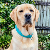 Collier de chien en nylon réfléchissant avec doublure en néoprène ajustable et rembourré pour la marche et l'entraînement.