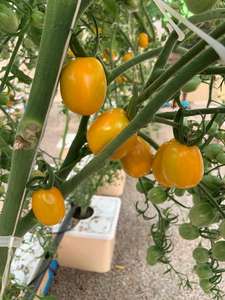 Aquapo nisches Anbaus ystem Tomaten Farm Substrat Dutch Bucket Hydro ponics System 11 Liter - Product Image 4