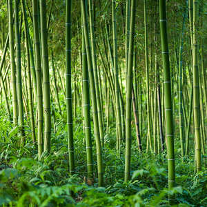 Heavy Duty Construction Bamboo Poles Large Diameter Structural Canes <b>For</b> Outdoor Project - Product Image 1