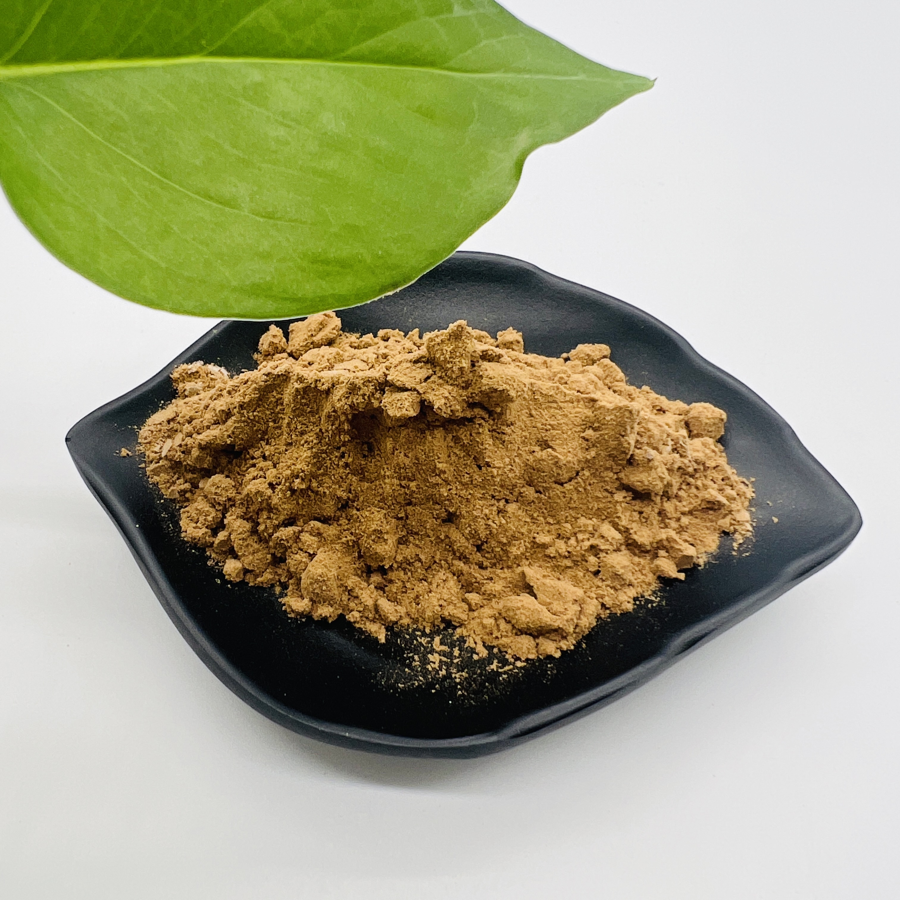 Immune System Booster Herbal Extract Powder Agaricus Bisporus 50% Extract Powder
