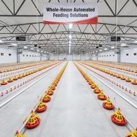 Nouveau Système d'alimentation avicole entièrement automatique en promotion – Ligne d'alimentation pour poulets en matériau galvanisé, facile à utiliser pour les fermes avicoles