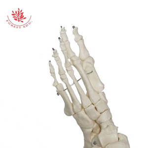 Modelo de huesos del pie, modelo de articulación de pie <span class=keywords><strong>humano</strong></span> de PVC con ligamentos, modelo de <span class=keywords><strong>tobillo</strong></span> de tamaño real para enseñanza médica anatómica - Product Image 4