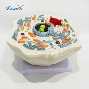 Modelo Anatómico Ampliado de una Célula Animal, Modelo de Mitocodrón para la Enseñanza de Ciencias Médicas en Escuelas y Hospitales - Product Image 5