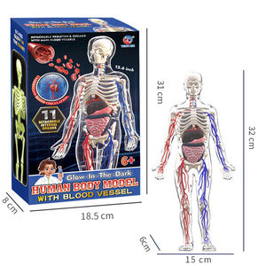 Novo Kit Educacional de Anatomia do Corpo Humano com Modelo de Ensino de Biologia e Vasos Sanguíneos - Product Image 1