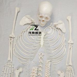 Modelo de <span class=keywords><strong>Esqueleto</strong></span> Humano Desarticulado de PVC para Enseñanza Médica - Product Image 2