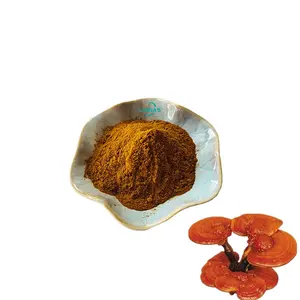 Reiner Reishi-Pilzex trakt 10:1 Lucid Ganoderma Extract Powder