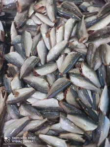 HGT istavrit balığı çin deniz ürünleri kapalı kuyruk kapalı yuvarlak Scad 7-9cm 9-11cm dondurulmuş balık Basa balık - Product Image 2