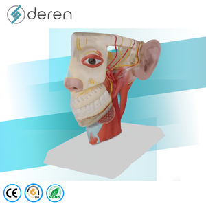 Modelo de Anatomía Neurovascular de Cabeza y Cuello a Tamaño Real, Modelo de Cráneo con Venas Dilatadas y Mandíbula para Entrenamiento en Cirugía Plástica - Product Image 2