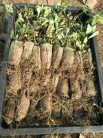 Wadah tanaman bibit bunga buah 8.7 ''X7, 9 '', kantung biji Biodegradable dengan fungsi drainase untuk taman