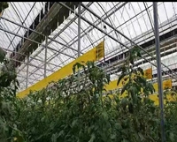 Piège collant solide et écologique pour insectes, imperméable, en plastique, tue-mouches, pour pucerons, plaque adhésive, attrape-mouches blancs, lutte naturelle contre les parasites
