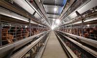 Cage à poulettes de type H galvanisée automatique à grande échelle pour l'élevage moderne en poulailler, système d'élevage de poussins pour ferme avicole