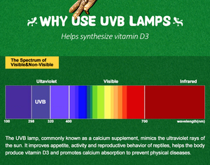 Ampoule <span class=keywords><strong>UVB</strong></span> Repti Glo pour reptiles 13W 15W 23W 26W 100 <span class=keywords><strong>150</strong></span> 200, lampe fluorescente compacte à spectre complet UVA <span class=keywords><strong>UVB</strong></span> pour lézards et tortues - Product Image 2