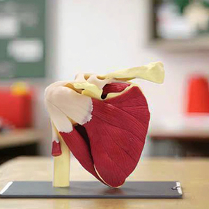 Modelo de Ciencia Médica de Tamaño Real, Articulación del Hombro Humano con Músculos <span class=keywords><strong>y</strong></span> Ligamentos, CE/ISO/ROHS - Product Image 2