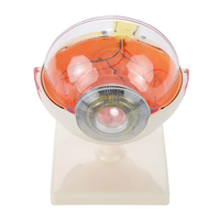 Modelo de Anatomía Médica, Modelo de Ojo Humano de Simulación de Plástico para la Enseñanza de Oftalmología