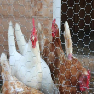 Maille hexagonale en fil de fer galvanisé à prix avantageux, <span class=keywords><strong>1</strong></span> x 20 ga, auto-adhésive, pour enduit - Product Image 3