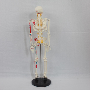 Modèle d'enseignement du squelette humain de 85 cm avec origine et insertion des muscles sur une demi-face, disques intervertébraux, nerfs et squelette - Product Image 3