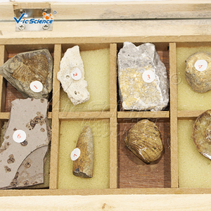 Ensemble de spécimens fossiles animaux, modèle anatomique en PVC pour l'enseignement des sciences médicales - Product Image 6