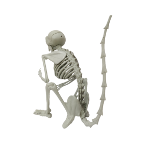 Halloween Unique Shape Monkey Skeleton <b>Fun</b> Decorative Props Holiday Party Decor - Product Image 4