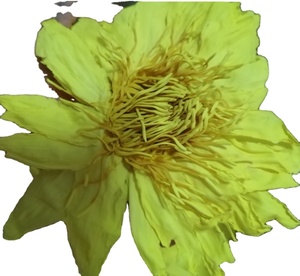 Nymphaea parfumée séchée brute fleur jaune Nymphaea Ampla fleurs jaunes naturelles Nymphaea Ampla pour le thé - Product Image 1
