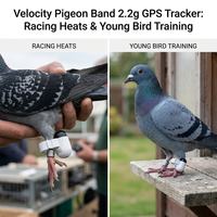 Bague GPS sans fil ultra-légère 2,2 g pour pigeon, traceur GPS pour patte de pigeon avec 30 jours d'autonomie et boîtier IP67 pour les amateurs de courses