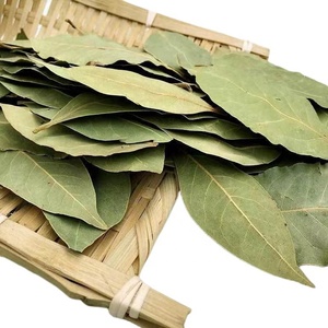 Foglie di <span class=keywords><strong>alloro</strong></span> naturali foglie di <span class=keywords><strong>alloro</strong></span> essiccate <span class=keywords><strong>foglia</strong></span> di <span class=keywords><strong>alloro</strong></span> di alta qualità - Product Image 3
