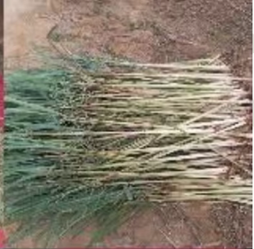 Feuilles de citronnelle séchées en gros (taille coupée pour le thé) avec des feuilles de citronnelle séchées en vrac de qualité naturelle pure - Product Image 5