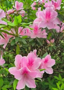 Масло даурского рододендрона холодного отжима, свежее, цветочно-травяное, растительное, для наружного применения в косметических и ароматических составах - Product Image 3