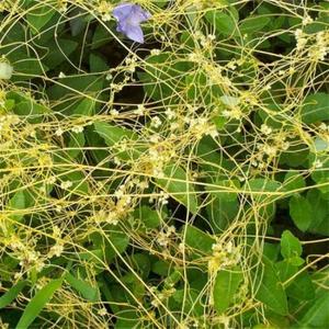 最畅销的道奇提取物高纯度Cuscuta提取物10:1 Cuscuta提取物粉末，价格最优惠 - Product Image 5