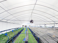Serres agricoles multi-spans en acier pour la culture de légumes à domicile, structure en acier, abri en plastique, serre à vendre