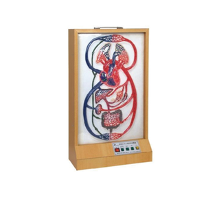 A2117 Modelo eléctrico de ciclo grande y pequeño de alta calidad multifunción médica que simula la circulación sanguínea de pulsación cardíaca - Product Image 5