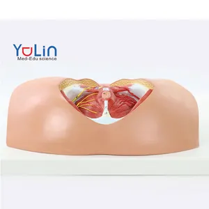 Factory Price Female vulva model plastic female genital Organs Anatomical Model for Uterus Medical Torso Model Educational