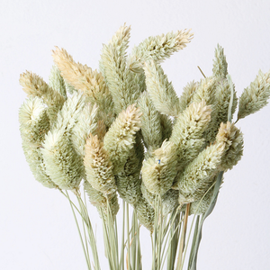 Hierba de Cola de Perro Seca al por Mayor, Flor de Phalaris Seca Barata para Decoraciones de Graduación, Día del Padre y Halloween - Product Image 3