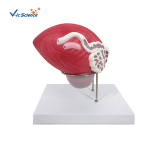 Modèle anatomique de la vessie masculine avec prostate, 2 parties, modèle anatomique de la prostate, modèle anatomique du système reproducteur - Product Image 1