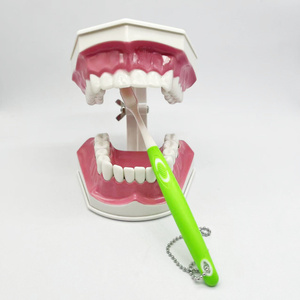 ダブルブラッシングモデル ピンク 解剖学教育ラボモデル 工場直送 ダブルブラッシングモデル - Product Image 6