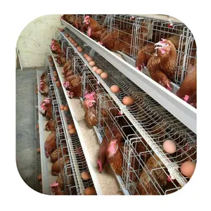 עופות חוות תרנגולות מטילות משמש שכבה סוללה עוף כלוב