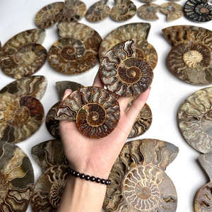 คริสตัลธรรมชาติคุณภาพสูง หินบำบัด ฟอสซิลหอยทาก แอมโมไนต์หลากสีสัน - Product Image 2