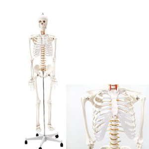 Modèle <span class=keywords><strong>de</strong></span> <span class=keywords><strong>squelette</strong></span> humain <span class=keywords><strong>de</strong></span> 170 cm pour <span class=keywords><strong>la</strong></span> science médicale, avec crâne, modèle scientifique éducatif, <span class=keywords><strong>squelette</strong></span> complet du corps humain - Product Image 1