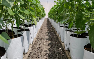 Lớp nhựa HDPE vườn UV kháng Đen polyethylene Poly Cây giống túi/trồng túi cho nhà máy Vườn Ươm phát triển Túi - Product Image 5