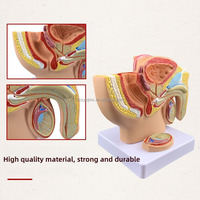 Modèle d'anatomie de la reproduction masculine pour le système urinaire Surface sagittale pelvienne Testiculaire Prostate Vessie Rectale Science médicale