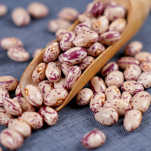 Fagioli a Nocciolo Maculati di Qualità Premium in Sacchi per Carico Container e Trasporto Marittimo - Product Image 2