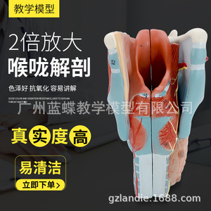 Modèle pharyngé à grossissement 2x, spécimen d'anatomie laryngée, vaisseaux sanguins laryngés, glande thyroïde, protubérance laryngée - Product Image 3