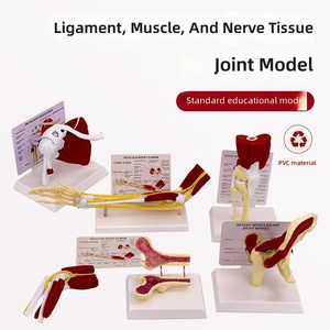 Modèle anatomique en PVC des articulations et muscles humains : structure acromio-claviculaire, acromiale, genou, coude, épaule - Product Image 1