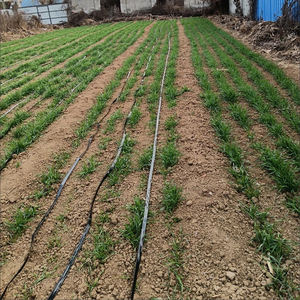 Líneas de Riego por Goteo Agrícolas de PE de Alta Calidad, Sistema de Riego Flexible Negro para Plantas - Product Image 6