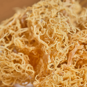<b>Irish</b> Sea Moss for Making Sea Moss Gel From Viet Nam Ms Mary - Product Image 1