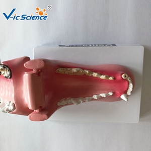 Modelo Anatómico de Dientes de Perro, Modelo de Anatomía Animal, Modelo Médico Educativo - Product Image 5